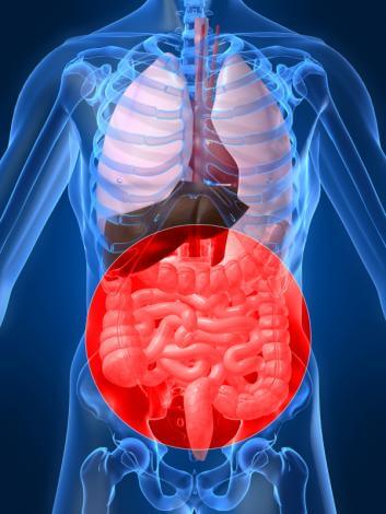Illustration of the gastrointestinal tract